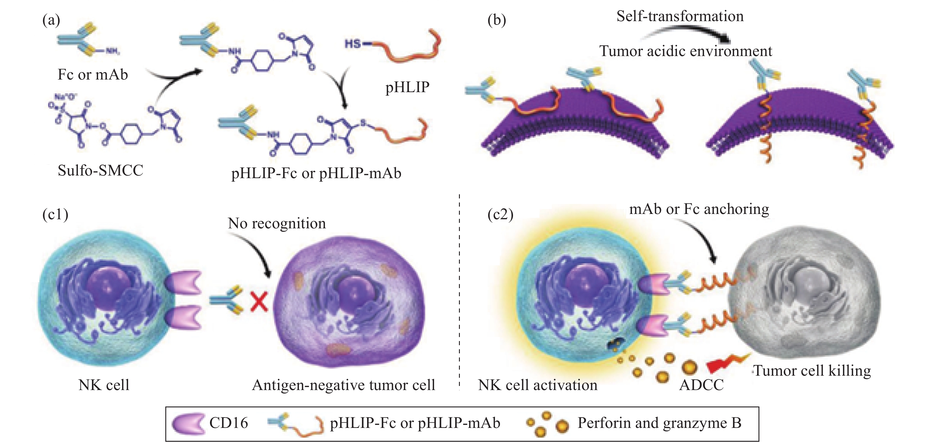 图                     多肽-抗体免疫偶联物的(a)分子