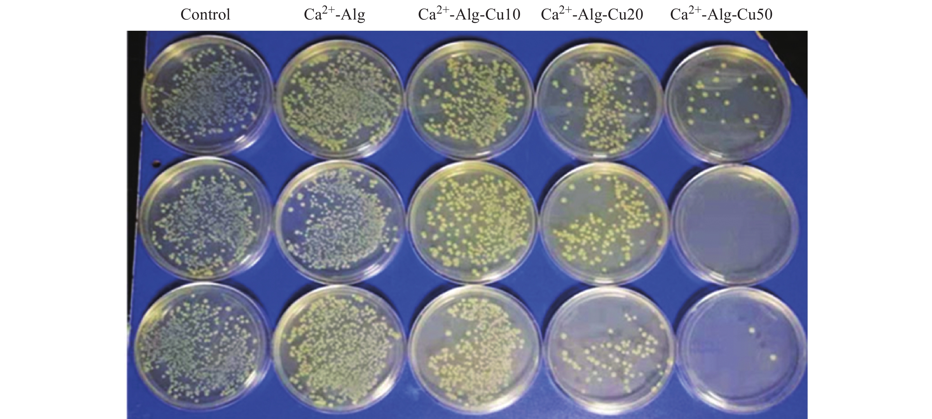 coli colony after high turbidity(1×10 7 cfu/ml) bacterial