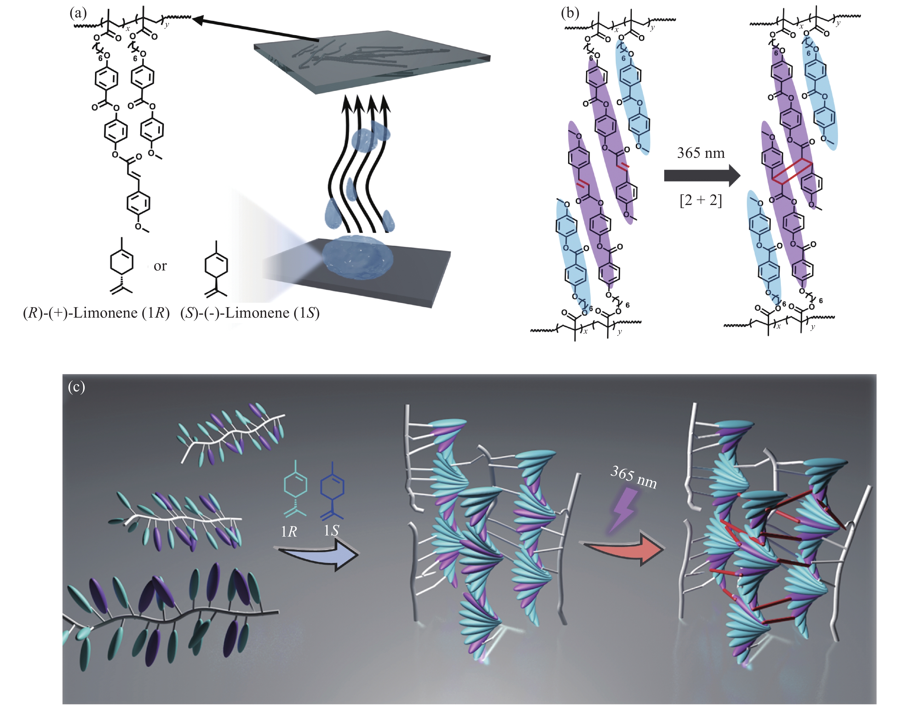 功能高分子学报