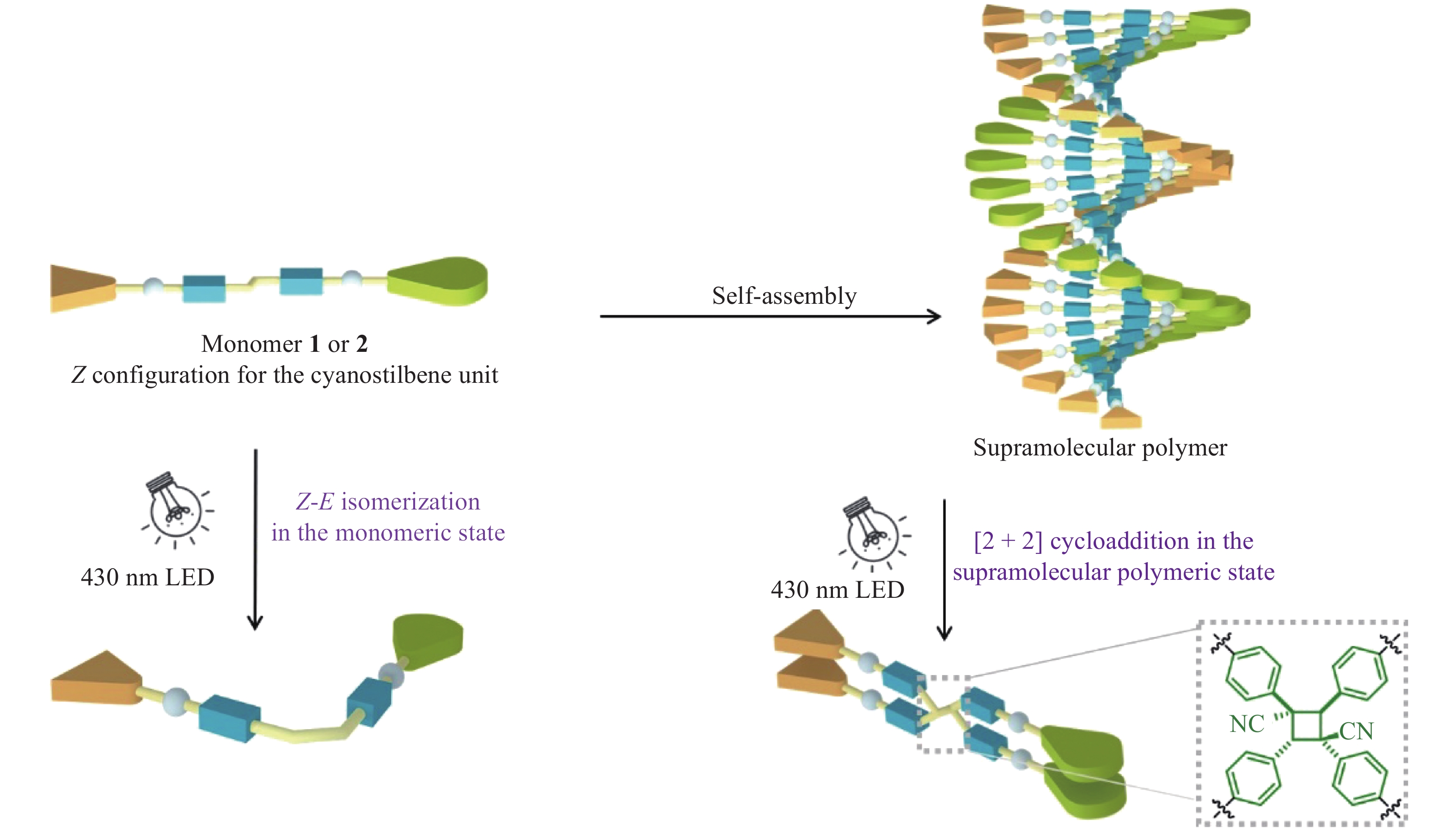 Supramolecular polymerization of monomers 1, 2, together